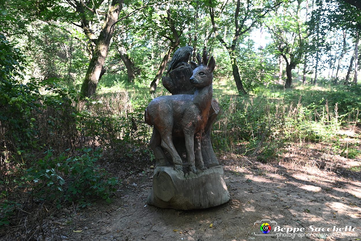 VBS_4696 - Il bosco fatato - Montaldo Roero.jpg